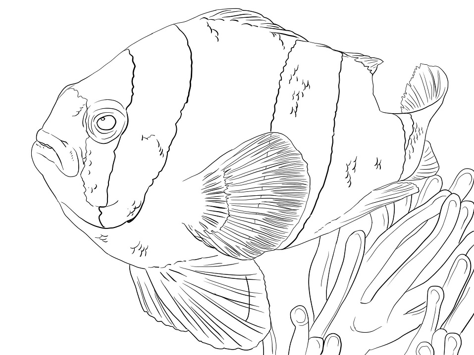 Desenho de Peixe para Colorir e Imprimir
