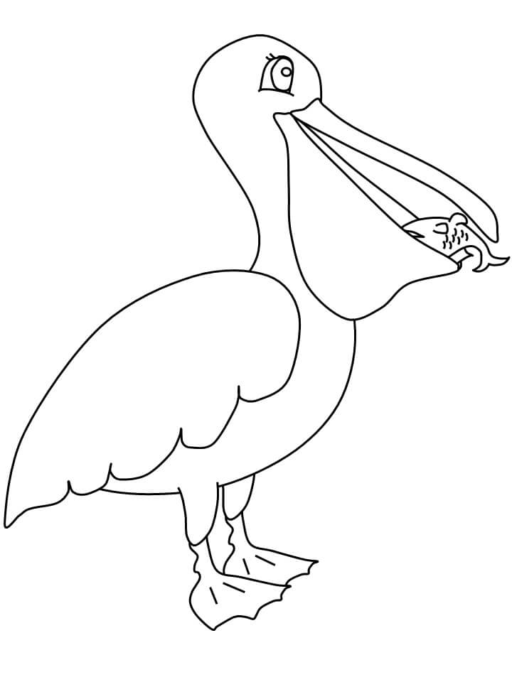 Desenho de Pelicano Download para Colorir