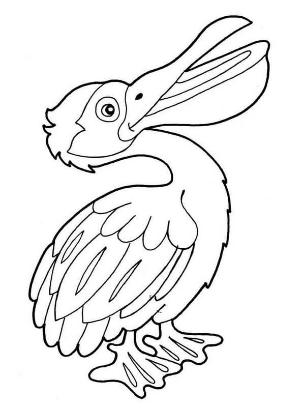 Desenho de Pelicano Download para Imprimir e Colorir