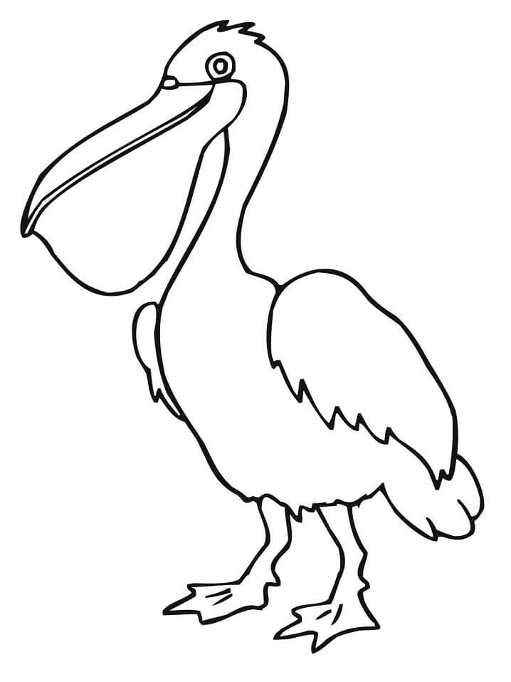Desenho de Pelicano Download Pdf para Colorir
