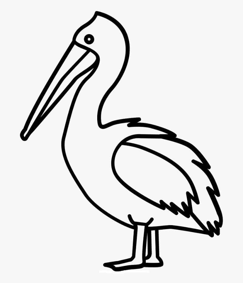 Desenho de Pelicano Grátis para Colorir