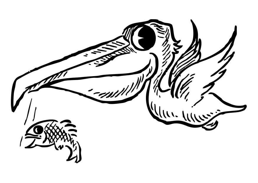 Desenho de Pelicano Grátis para Imprimir e Colorir