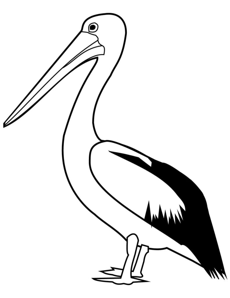 Desenho de Pelicano Grátis Pdf para Colorir