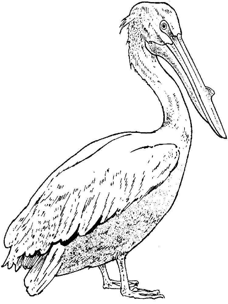 Desenho de Pelicano Imprimivel para Colorir