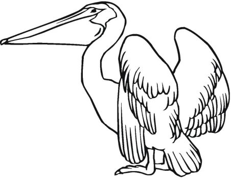 Desenho de Pelicano Imprimível Pdf para Colorir