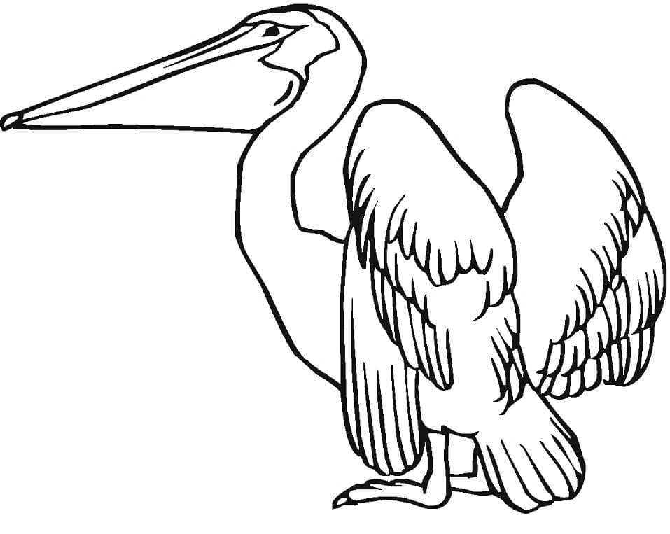 Desenho de Pelicano Imprimivel Pdf para Colorir