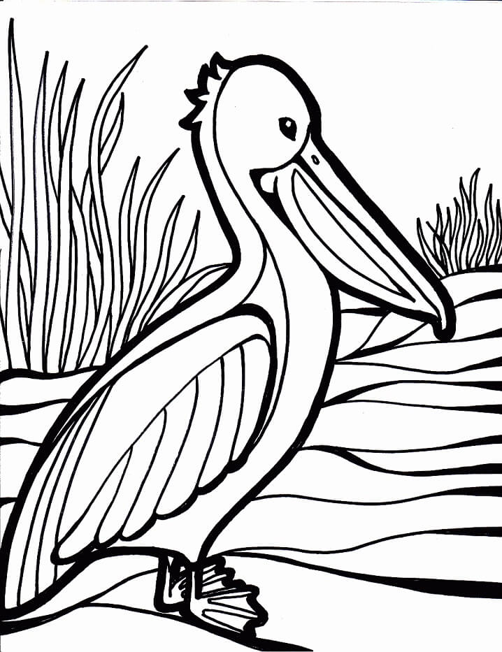 Desenho de Pelicano para Colorir Download