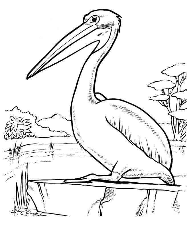 Desenho de Pelicano para Colorir Pdf Grátis