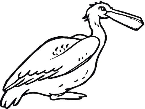 Desenho de Pelicano para Imprimir Download