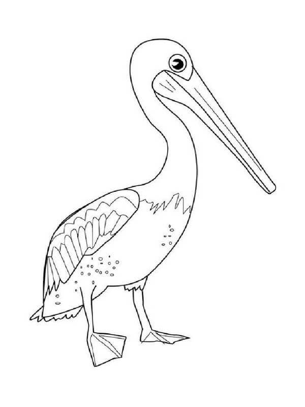 Desenho de Pelicano para Imprimir Pdf Grátis