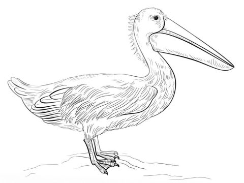 Desenho de Pelicano para Pintar Download