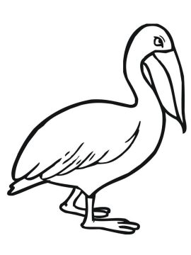 Desenho de Pelicano para Pintar Imprimível
