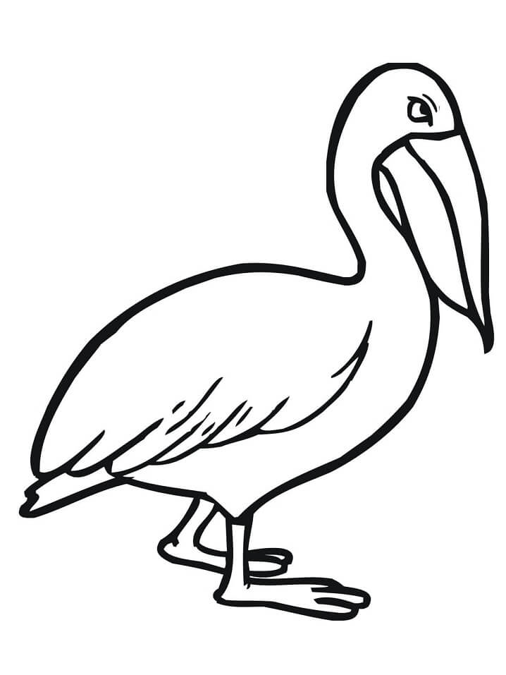 Desenhos de Pelicano para Colorir