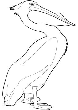 Desenho de Pelicano para Pintar Pdf grátis