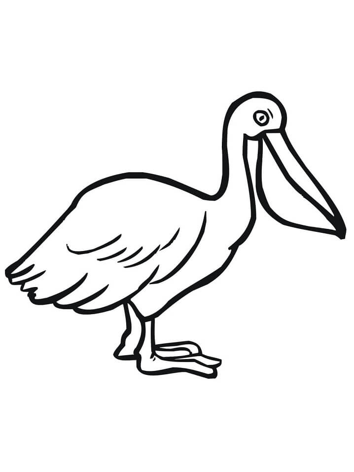 Desenho de Pelicano Pdf para Colorir Grátis