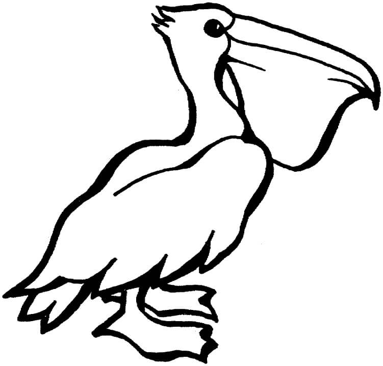 Desenho de Pelicano Pdf para Imprimir e Colorir