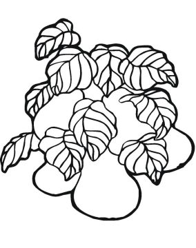 Desenho Pera para Colorir Desenho Imprimível