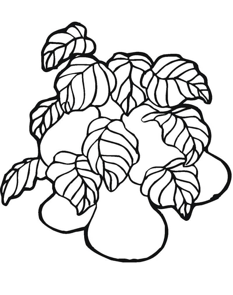 Desenho Pera para Colorir Desenho Imprimivel