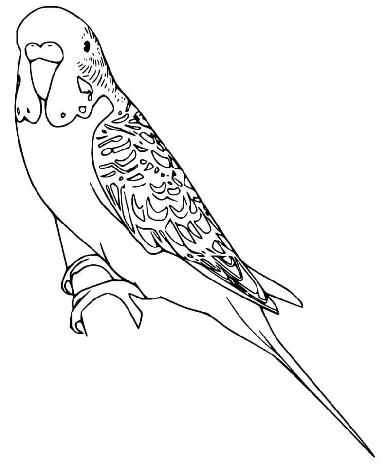 Desenho de Periquito Download Grátis para Colorir