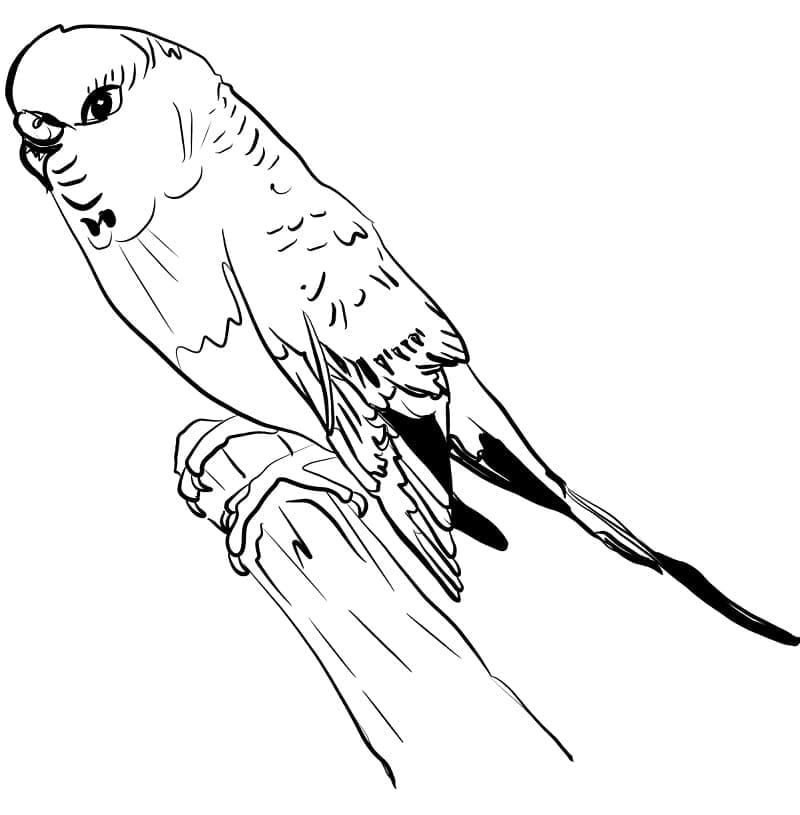 Desenho de Periquito Frente e Perfil para Colorir