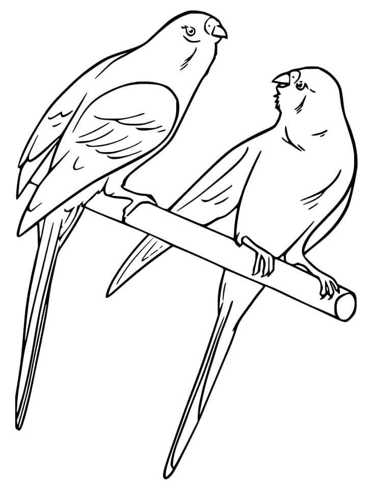 Desenho de Periquito Grátis para Colorir e Pintar