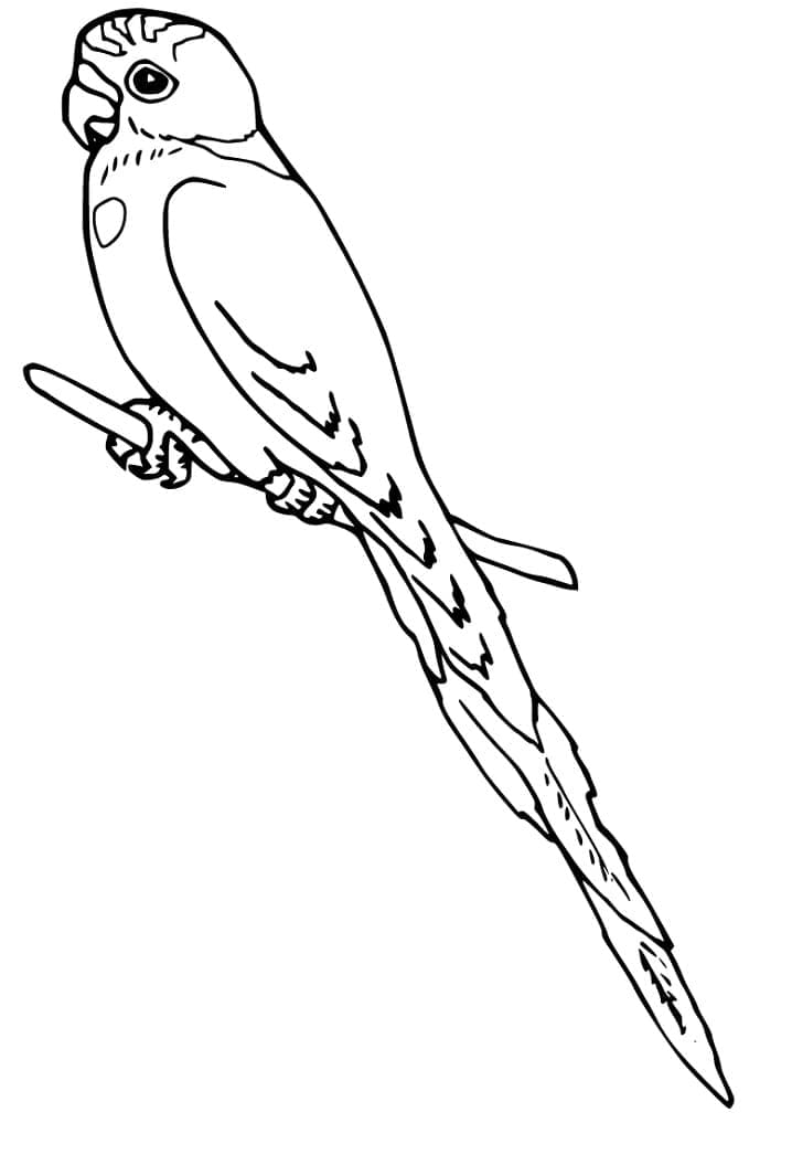 Desenho de Periquito para Colorir com Lápis de Cor