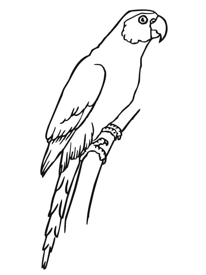 Desenho de Periquito para Colorir Fácil Imprimivel