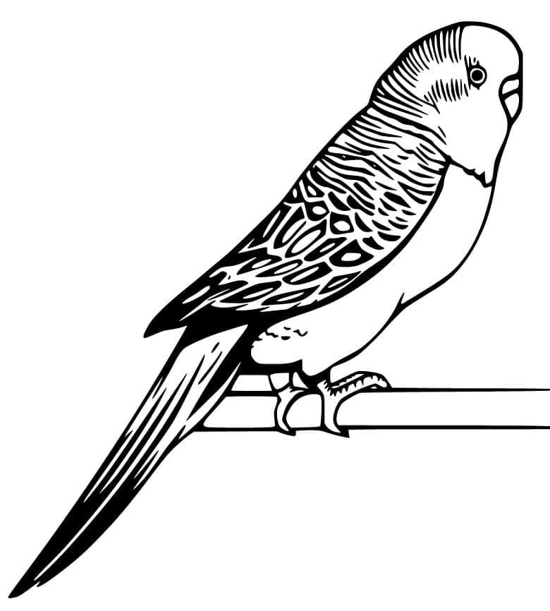 Desenho de Periquito para Colorir Figurá Imprimivel