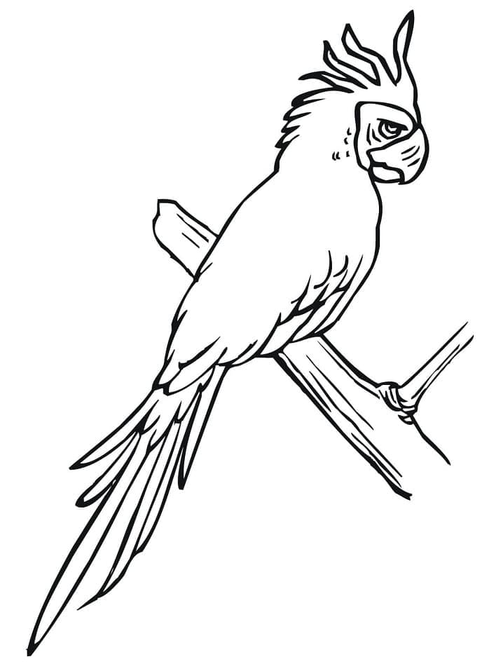 Desenho de Periquito para Colorir Pdf