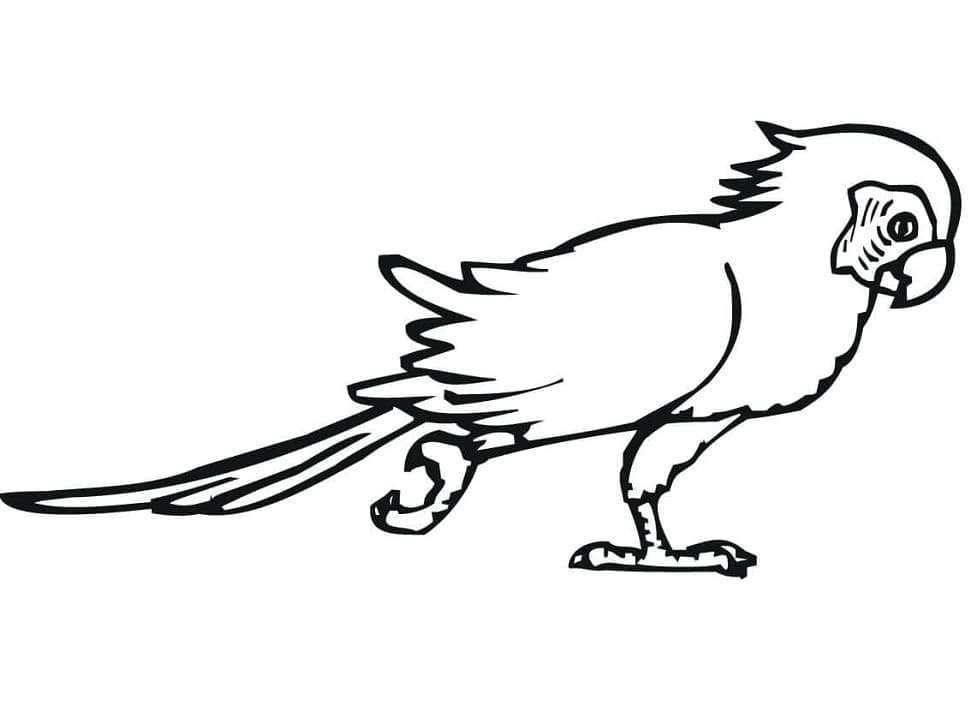 Desenho de Periquito para Colorir Tinta Guache
