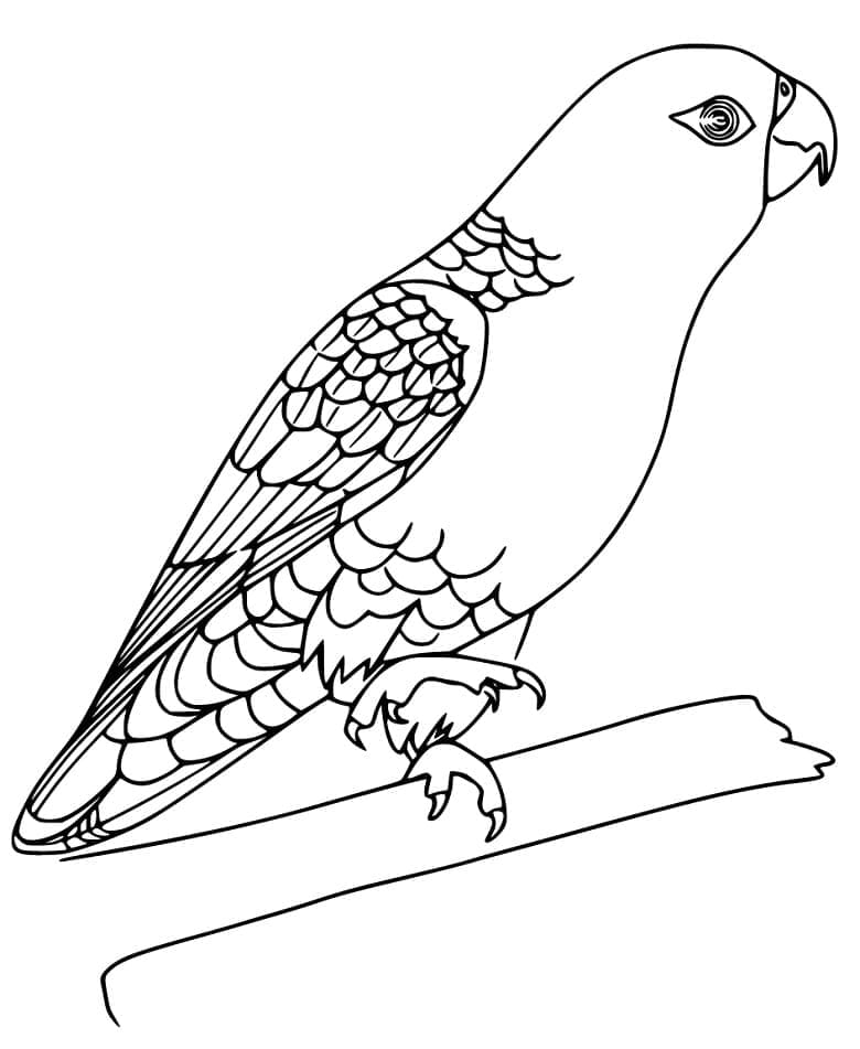Desenho de Periquito para Imprimir e Baixar
