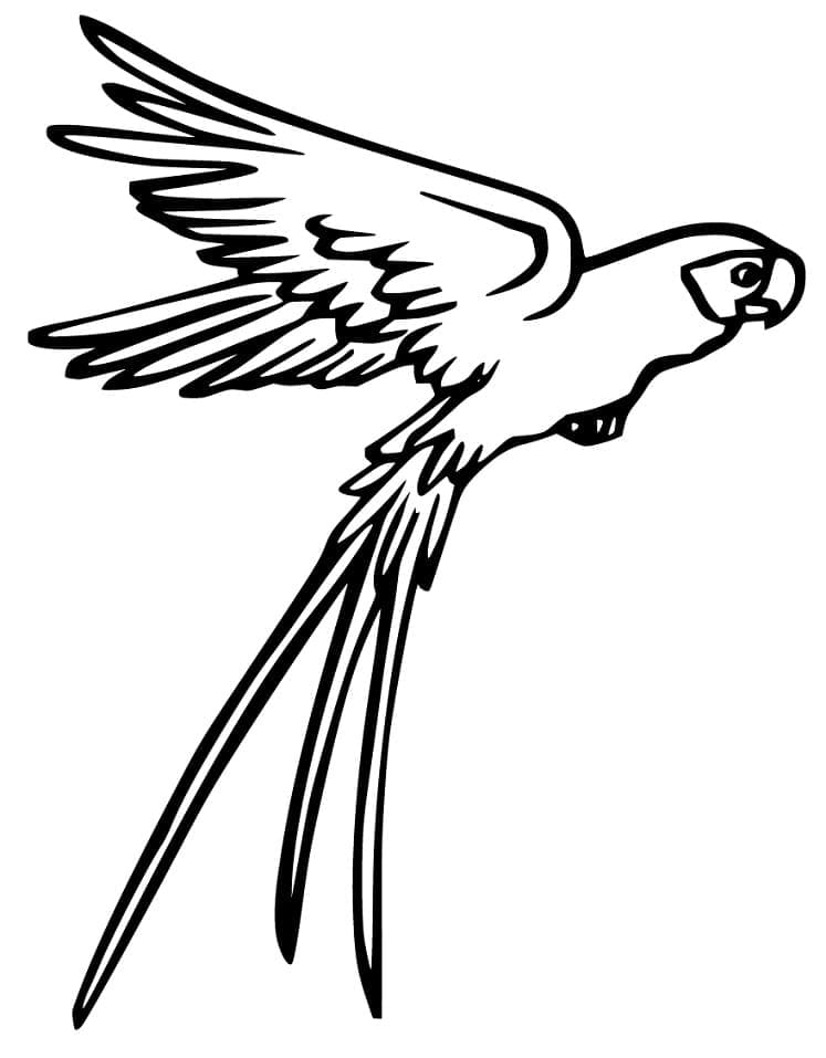 Desenho de Periquito para Imprimir e Colorir