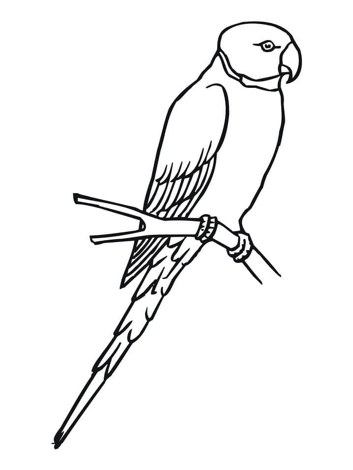 Desenho de Periquito Voando para Colorir Pdf