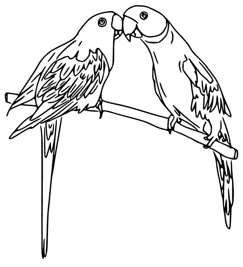 Desenho Dois Periquitos para Colorir