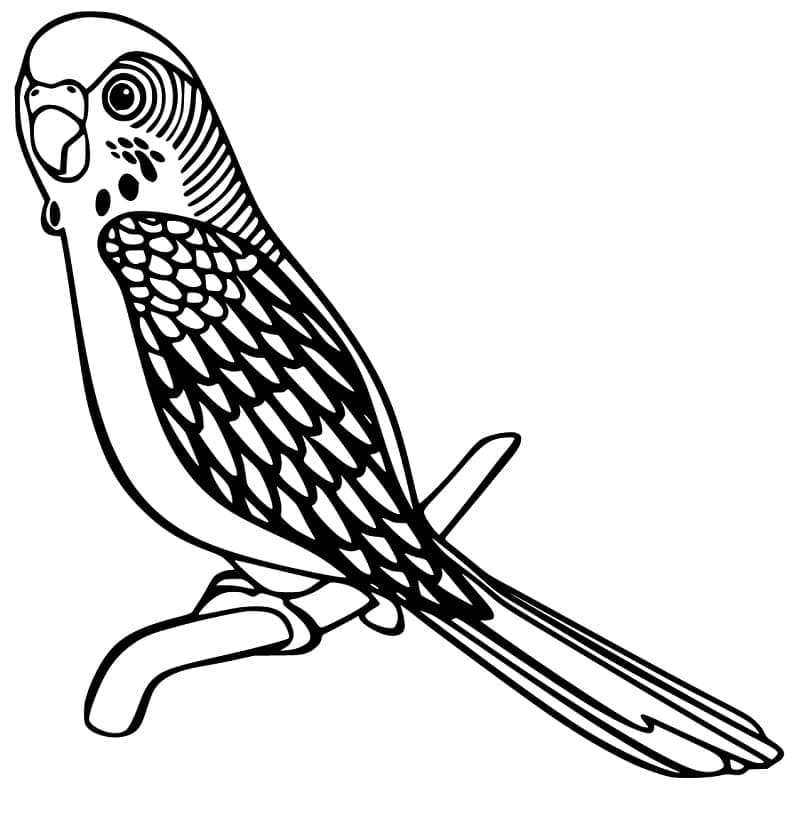 Desenho Periquito Adorável para Colorir