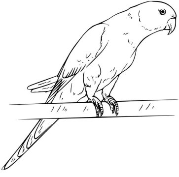 Desenho Periquito em Um Galho para Colorir