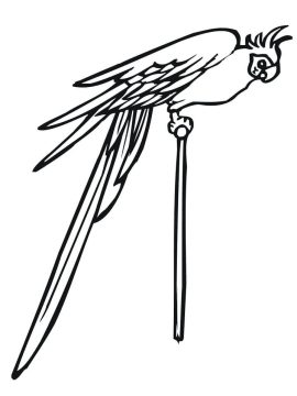 Desenho Periquito em Um Poste para Colorir