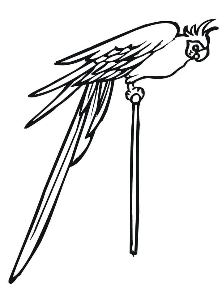 Desenho Periquito em um Poste para Colorir