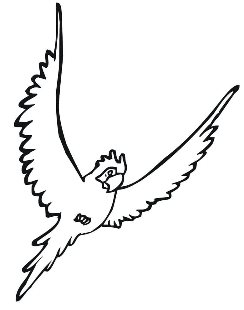 Desenho Periquito Fácil para Colorir