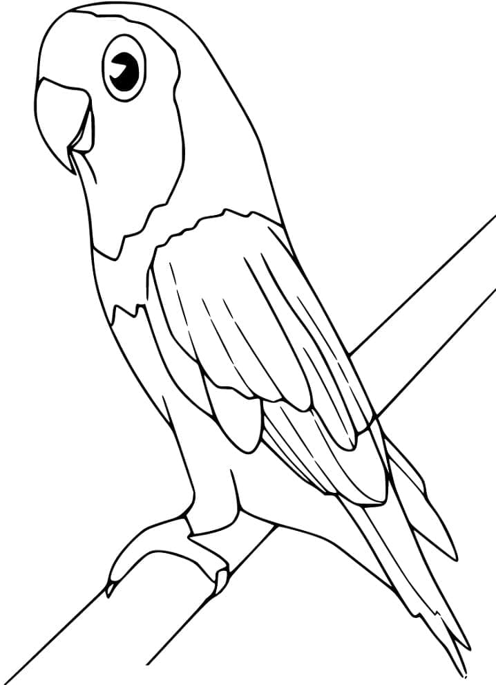 Desenho Periquito Fofo para Colorir