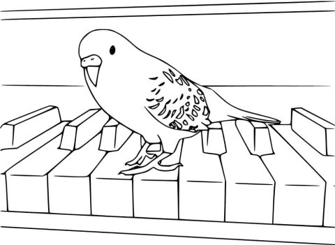 Desenho Periquito no Piano para Colorir