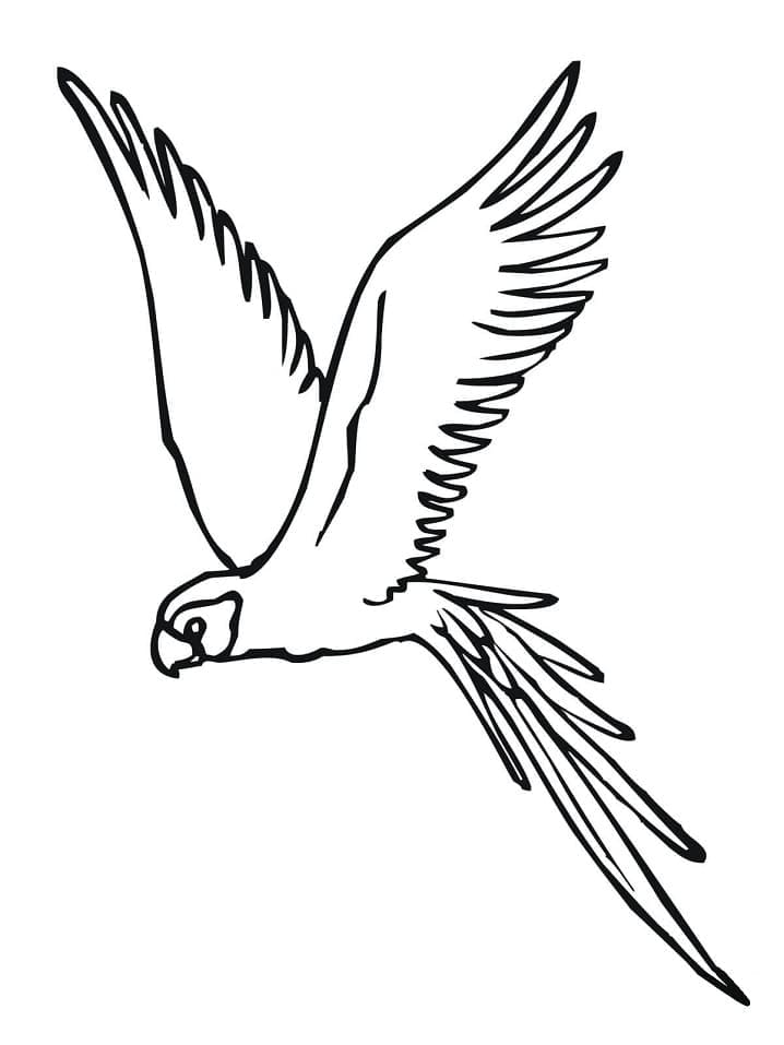 Desenhos de Periquito para Colorir