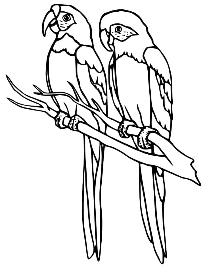 Desenho Periquitos em um Galho para Colorir