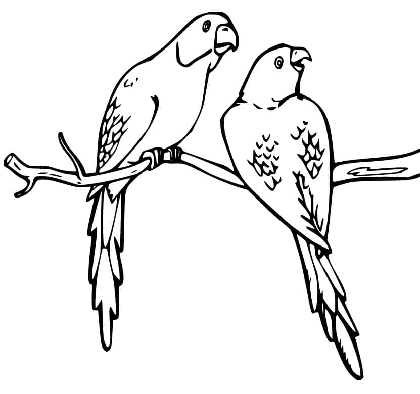 Desenho Periquitos para Colorir
