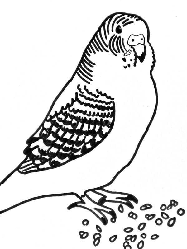 Desenho um Periquito para Colorir