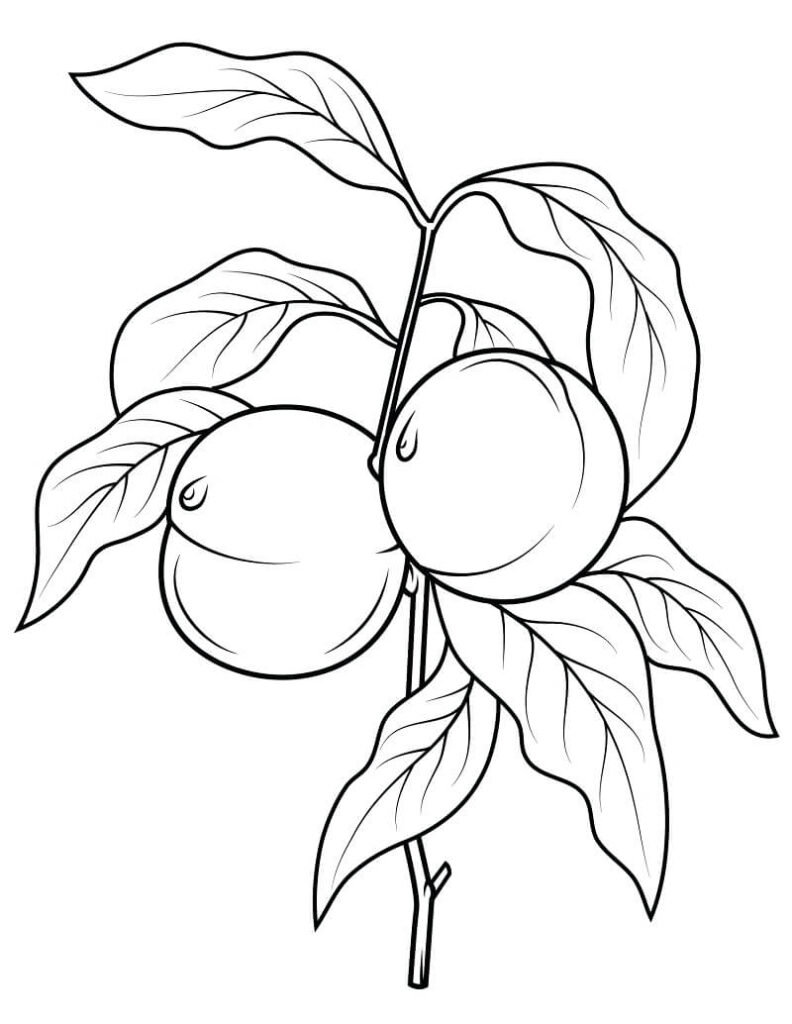 Desenho de Pêssego para Colorir com Giz de Cera