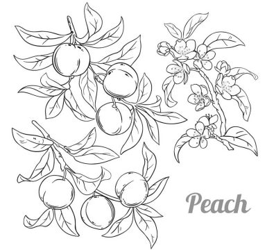 Desenho de pêssego Pdf Imprimível para Colorir