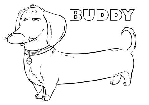 Desenho do Buddy a Vida Secreta dos Nossos Bichos para Colorir