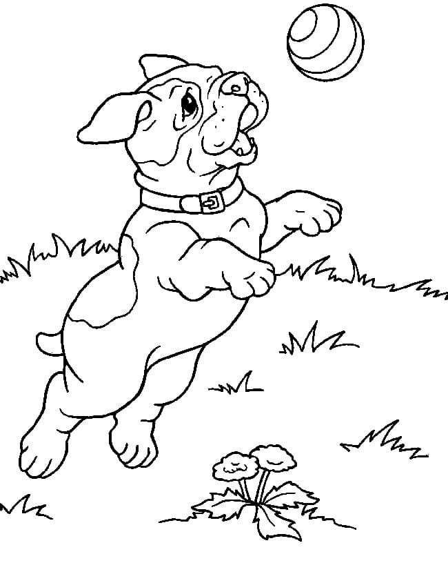 Desenho de Bebê Pitbull para Colorir