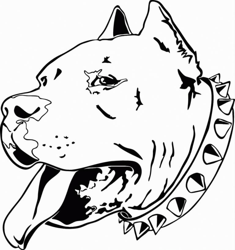 Desenho de Cabeça de Pitbull para Colorir